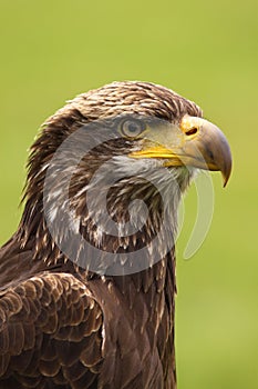 Portrait of young bald eagle
