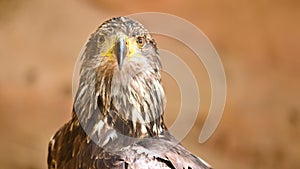Portrait of a young Bald eagle.