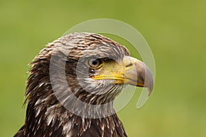 Portrait of a young bald eagle