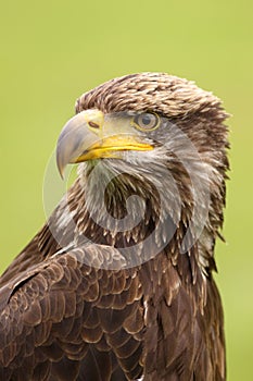 Portrait of a young bald eagle