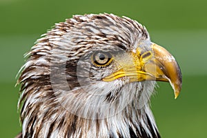 Portrait of Young Bald Eagle