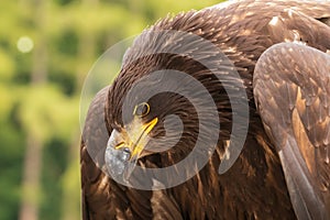 Portrait of a young bald eagle with an open beak