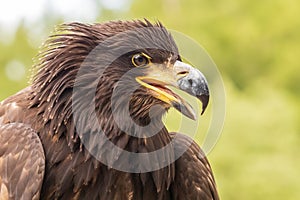 Portrait of a young bald eagle with an open beak