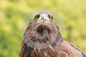 Portrait of a young bald eagle with an open beak