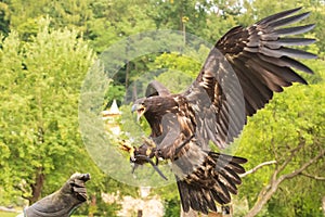 Portrait of a young bald eagle with an open beak