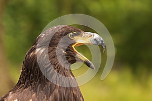 Portrait of a young bald eagle with an open beak