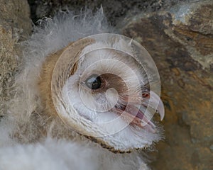 Portrait of a young barn owl