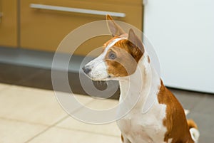 Portrait of young basenji dog sitting in kitchen