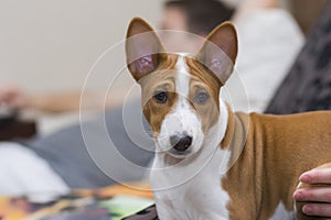 Portrait of young Basenji dog3.5 month old having rest on sofa