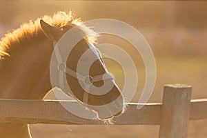 Portrait of young bay horse in the corral in beams of sun