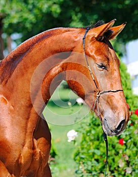 Portrait of young bay stallion