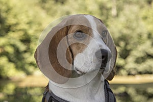 Portrait of a young beagle dog