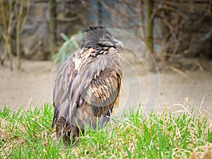 Portrait of a young Bearded Vulture in a zoo