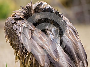 Portrait of a young Bearded Vulture in a zoo