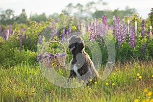 Portrait of young and beautiful afghan hound dog in the field