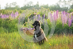 Portrait of young and beautiful afghan hound dog in the field