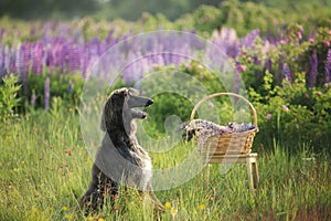 Portrait of young and beautiful afghan hound dog in the field