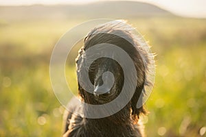 Portrait of young and beautiful afghan hound dog in the field at sunset