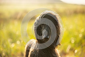 Portrait of young and beautiful afghan hound dog in the field at sunset