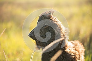 Portrait of young and beautiful afghan hound dog in the field at sunset