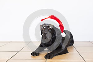 portrait of a young beautiful black labrador dog wearing modern sunglasses and a santa hat. white background. Christmas concept.
