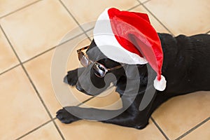 portrait of a young beautiful black labrador dog wearing modern sunglasses and a santa hat. white background. Christmas concept.