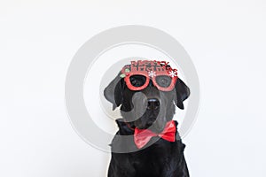 portrait of a young beautiful black labrador wearing glasses with merry christmas sign and a red bowtie. looking at the camera.