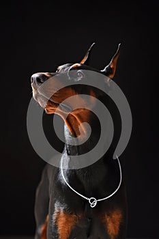 Portrait of a young and beautiful Doberman on a black background in high quality, closeup