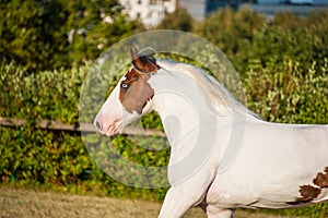 Portrait Young beautiful drum horse drumhorse stallion white and red orange unusual blue eye playing  freely