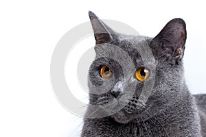 Portrait of Young beautiful gray British cat isolated on white background