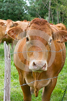 Portrait of young beautiful Limousine cow watching from green meadow