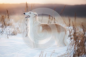 Portrait of Young and beautiful russian borzoi dog or wolfhound standing on the snow in the field in winter at sunset