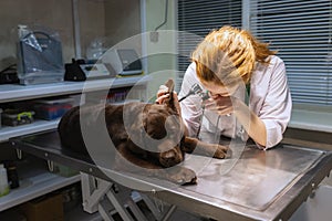 Portrait of young beautiful woman, doctor, veterinary examining a dog, chocolate labrador at vet clinic, indoors