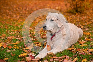 Portrait young beauty dog