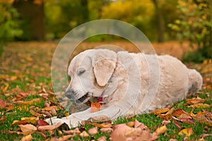 Portrait young beauty dog