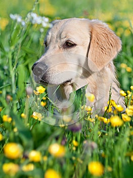 Portrait young beauty dog