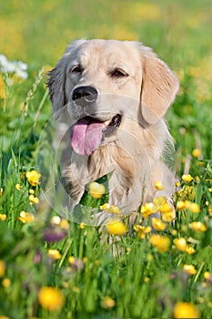 Portrait young beauty dog