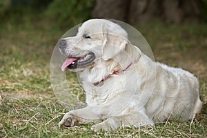 Portrait young beauty dog