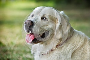 Portrait young beauty dog