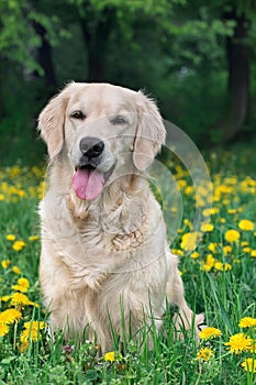 Portrait young beauty dog