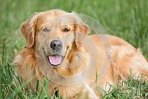 Portrait young beauty dog