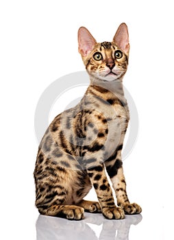 Portrait of young bengal purebred cat