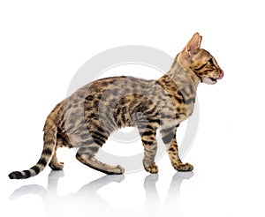 Portrait of young bengal purebred cat on white background.