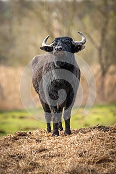 Portrait of a young black bull with its head raised on straw