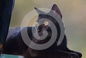Portrait of a Young Black Cat
