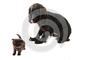 Portrait of young black cocker spaniel dog and a puppy persian cat