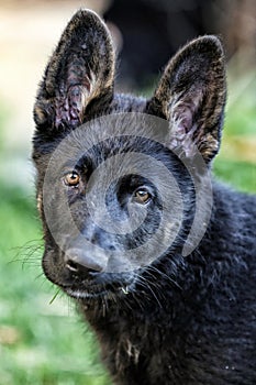 Portrait of young black german shephard doggie