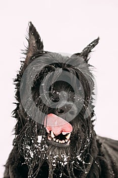 Portrait Of Young Black Giant Schnauzer Or Riesenschnauzer Dog