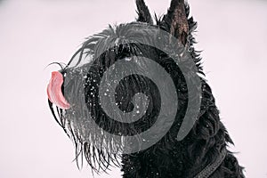 Portrait Of Young Black Giant Schnauzer Or Riesenschnauzer Dog At White Winter Snow Background