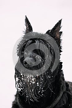 Portrait Of Young Black Giant Schnauzer Or Riesenschnauzer Dog At White Winter Snow Background